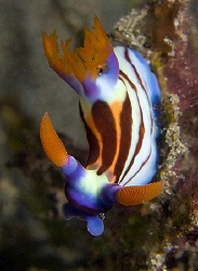 Nembrotha aurea. East of Dili, East Timor. by Doug Anderson 